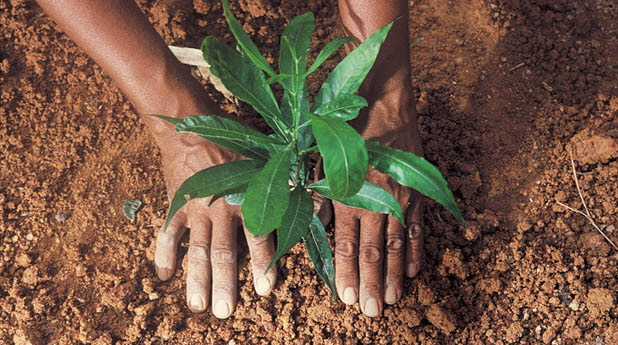 SVLK menjaga kelestarian hutan